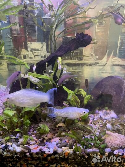 Аквариум