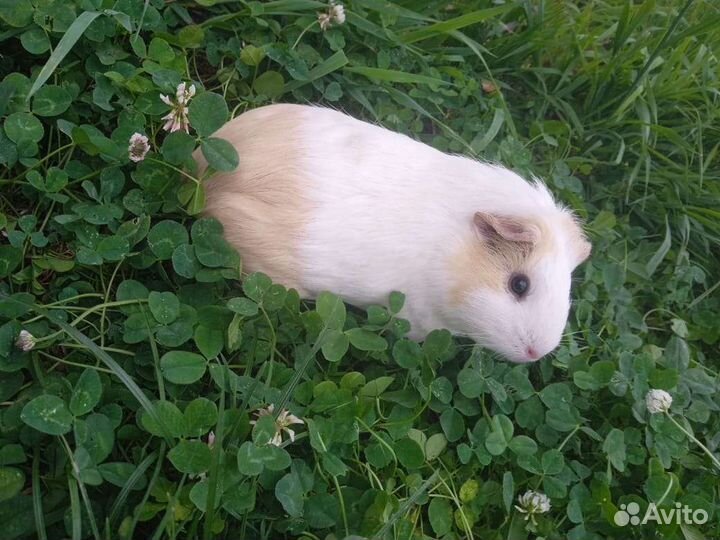 Морская свинка бесплатно