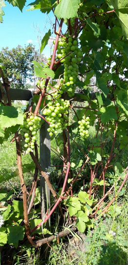 Участок 8,7 сот. (СНТ, ДНП)