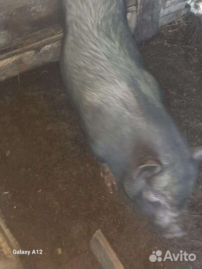 Вьетнамские свиньи