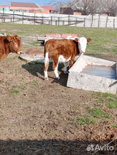 Коровы И телята