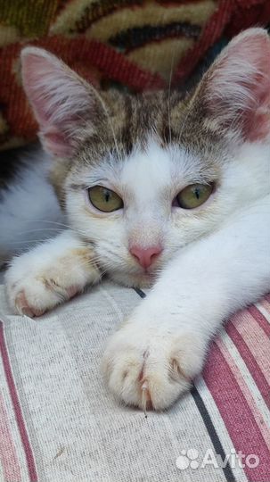 Котята в хорошие руки Москва