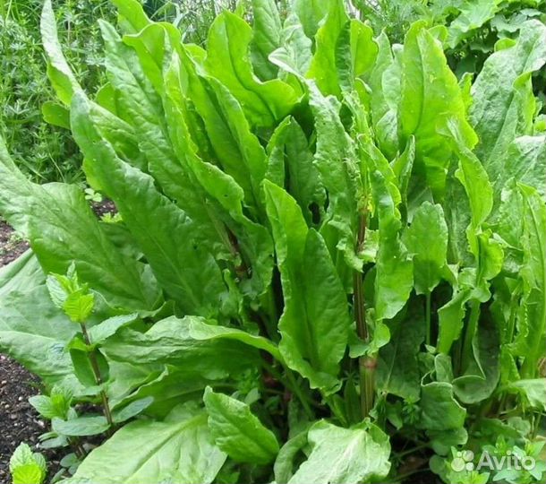 Доставка продуктов на дом