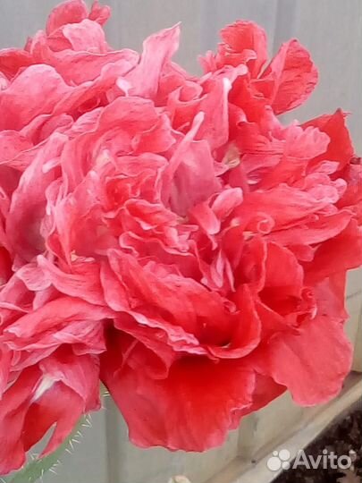 Семена мака пионовидного