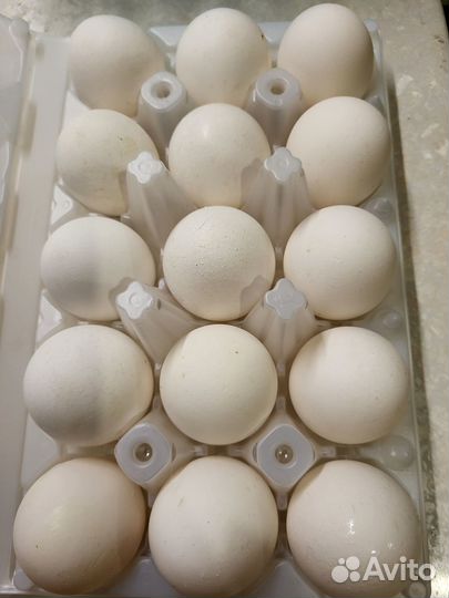 Инкубационное яйцо