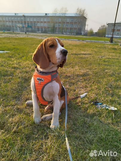 Щенок бигль мальчик