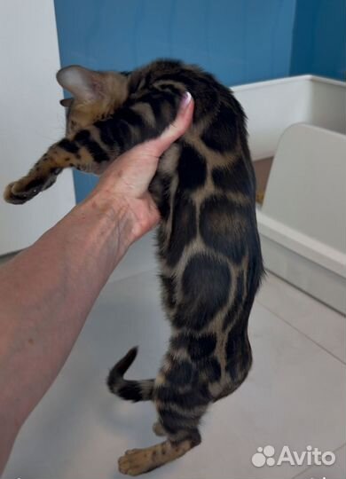 Бенгальские котята