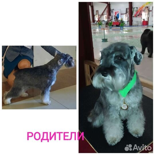 Цвергшнауцер