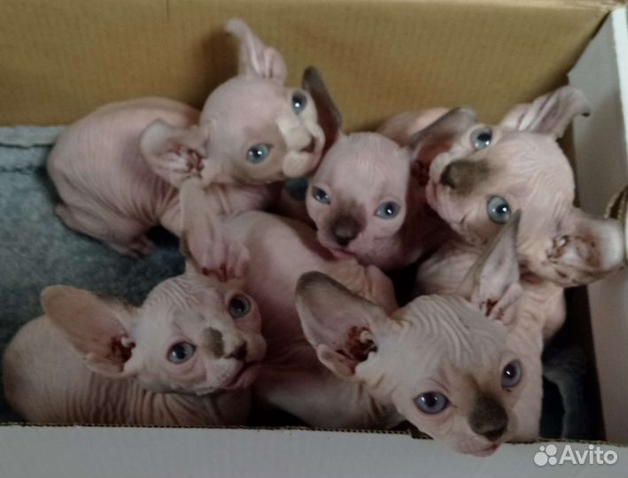 Канадский сфинкс