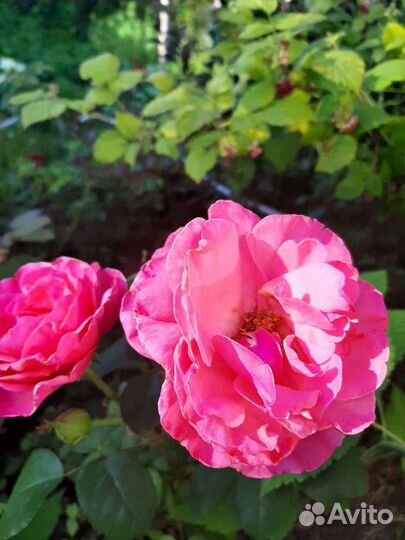 Розы кустовые виноград и др