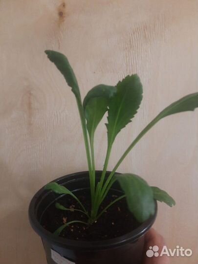 Рассада Нивяник (Ромашка садовая)