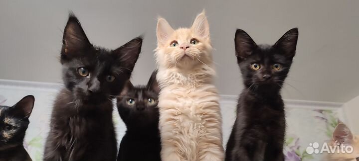 Мейн-кун. Полидакт