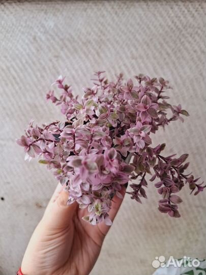 Каллизия розовая