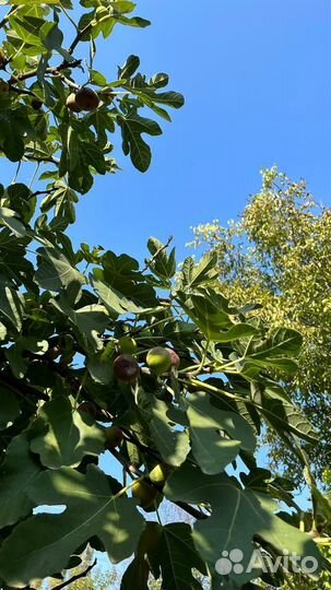 Инжир свежий