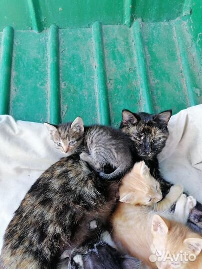 Кошка в дар бесплатно