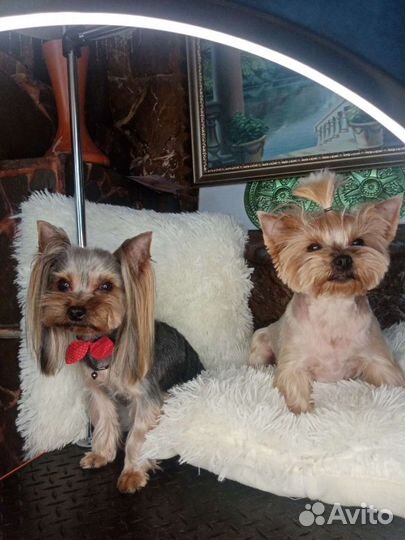 Груминг: услуги грумера Анапа и Анапский район