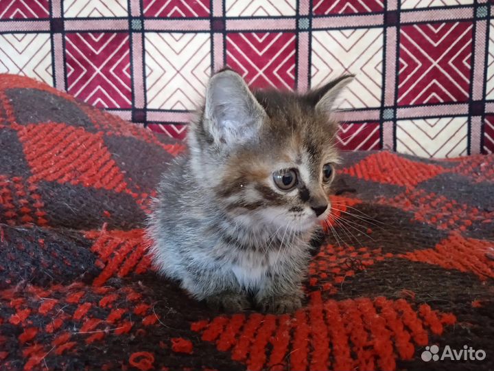 Котенок в дар