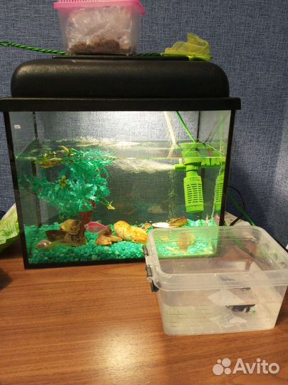 Аквариум с рыбками