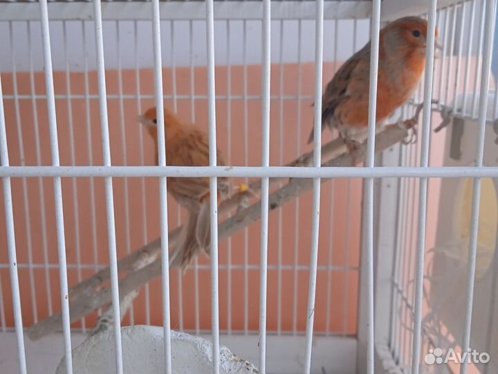 Канарейки декоративные