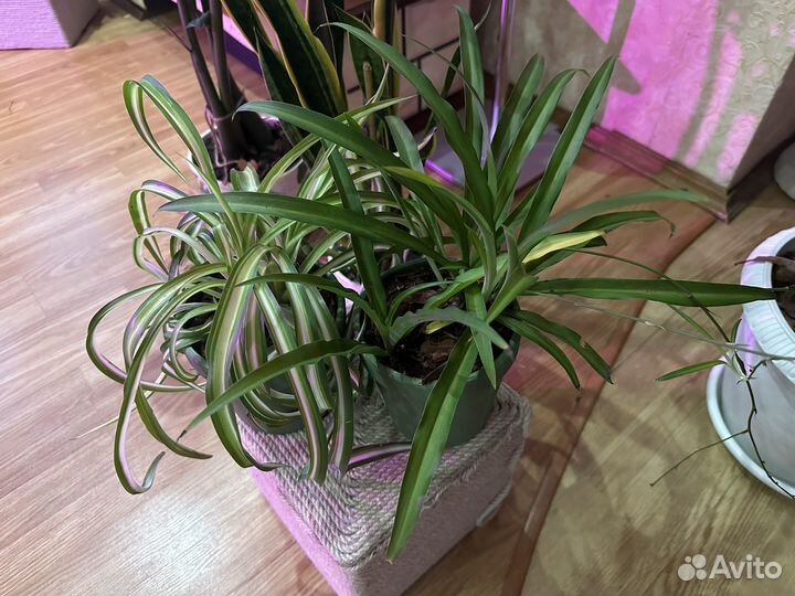 Хлорофитум