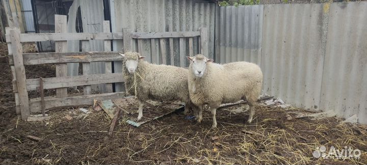Продам баранчика