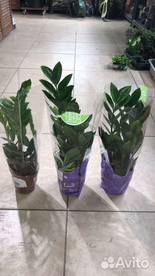 Замиокулькас неприхотливое комнатное