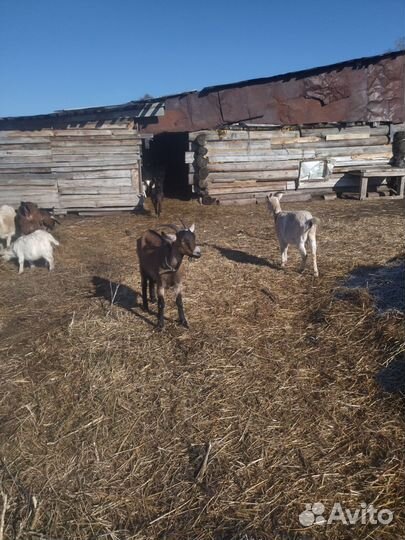 Молочные козы