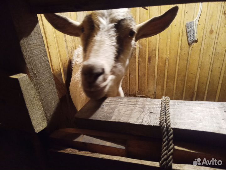 Коза дойная