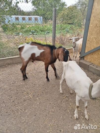 Козёл на племя