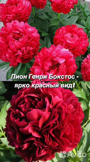 Пион Генри Боксос- самый красный пион