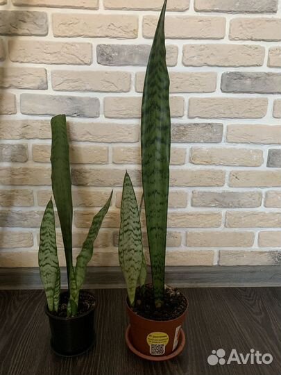 Сансевиерия