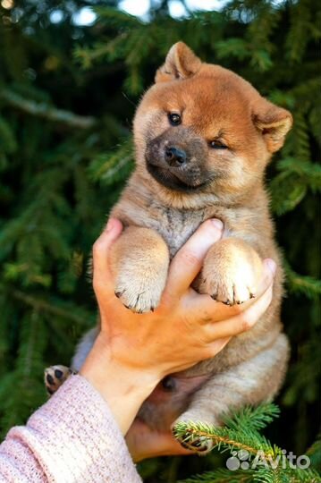 Щенки сиба ину