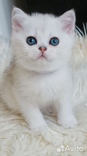 Котята британская шиншилла