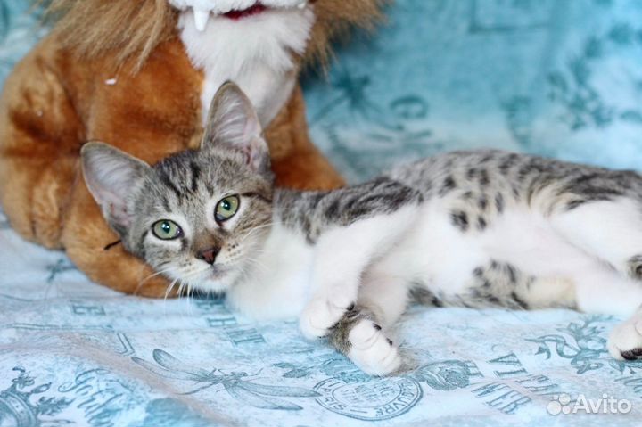 Пятнистые, пушистые, волшебные котята