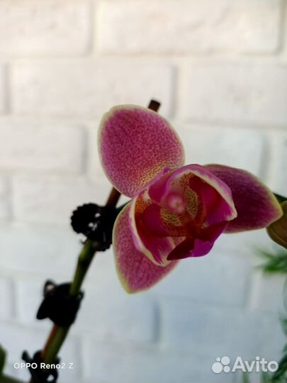 Орхидея фаленопсис пелорик мультифлора