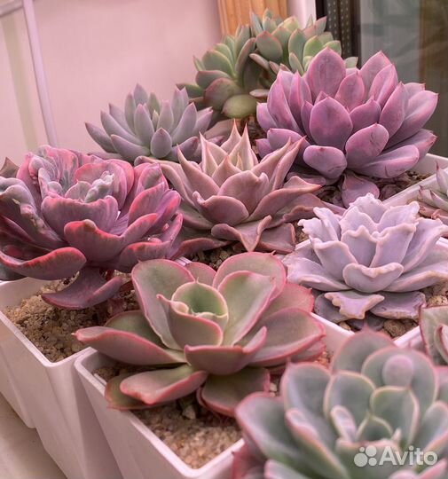 Суккуленты