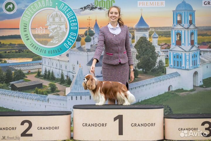 Профессиональный хендлер