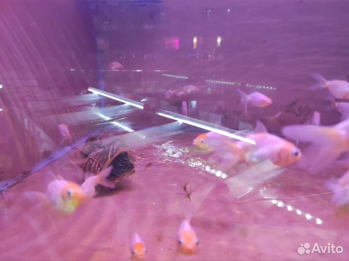 Золотые рыбки аквариумные