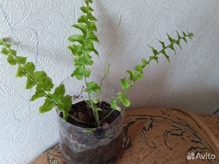 Цветы разные