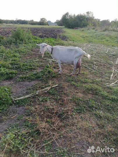 Коза дойная