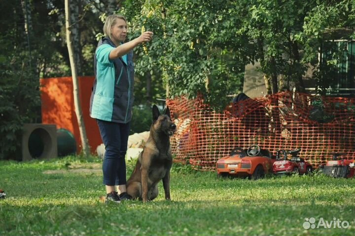 Курсы дрессировки собак в Спб