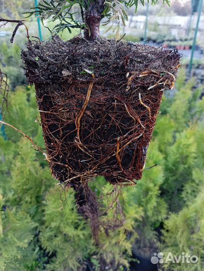 Туя западная Смарагд