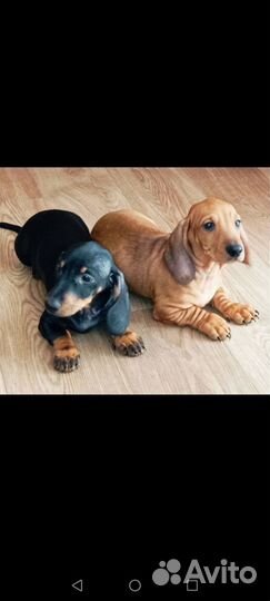 Такса щенок