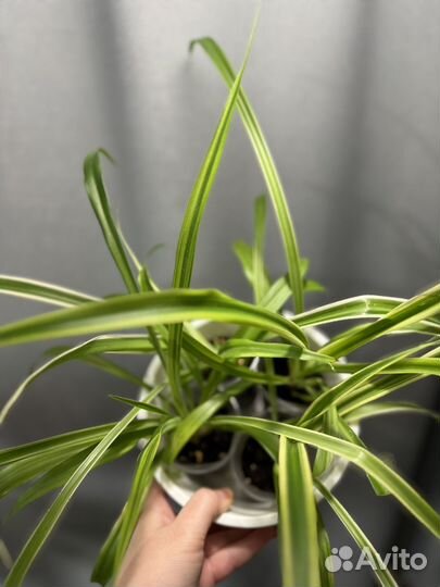 Хлорофитум