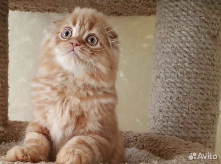 Редкий красный мальчик