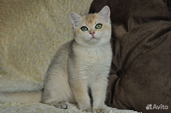 Британская золотая шиншилла