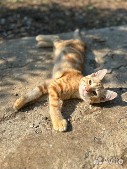 Котик в добрые руки