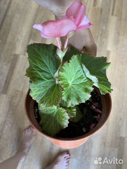 Бегония элатиор