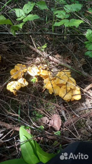 Грибы лисички