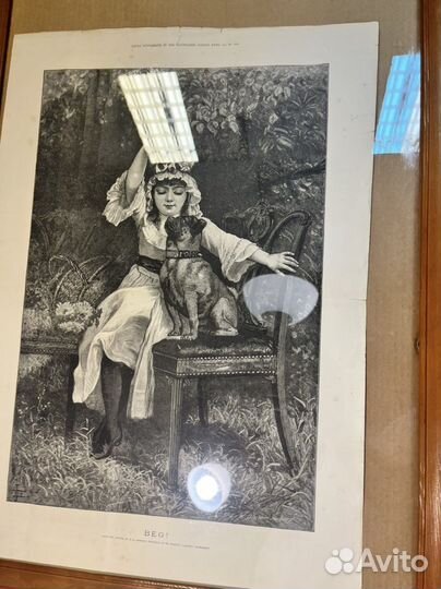 Гравюра мопс собака девочка антиквариат